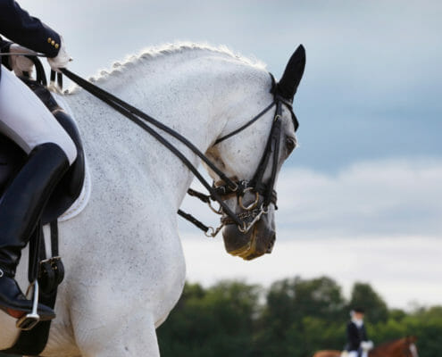 White dressage horse