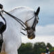 White dressage horse