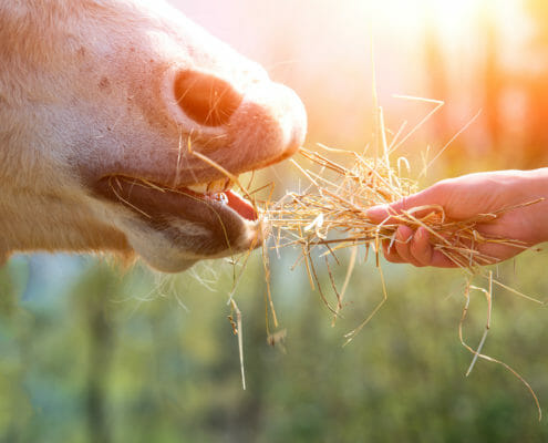 Horse eating from hand