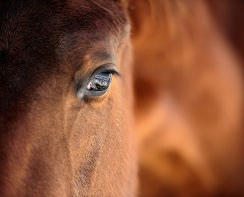 A close up photo of a horse's face and eye