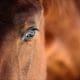 A close up photo of a horse's face and eye