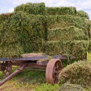 Hay for horses on a wagon in a field