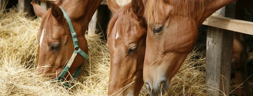 Horses eating hay