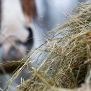 water-soluble carbohydrates in forages