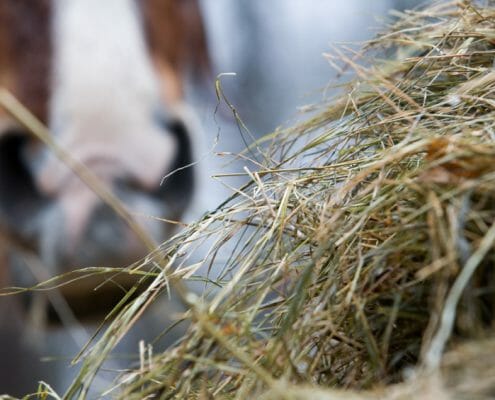 water-soluble carbohydrates in forages