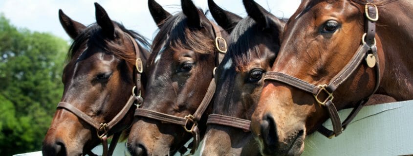 Four horses standing at fence