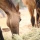 a horse eating straw