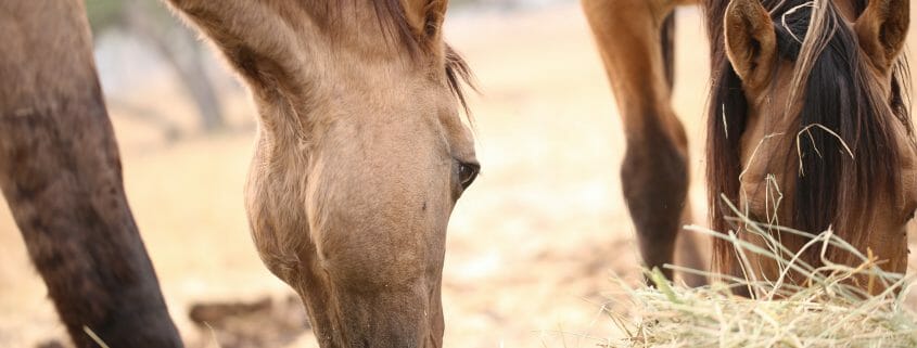 a horse eating straw