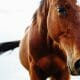 Portrait of beautiful red horse in summer