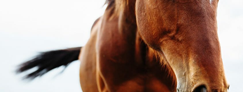 Portrait of beautiful red horse in summer