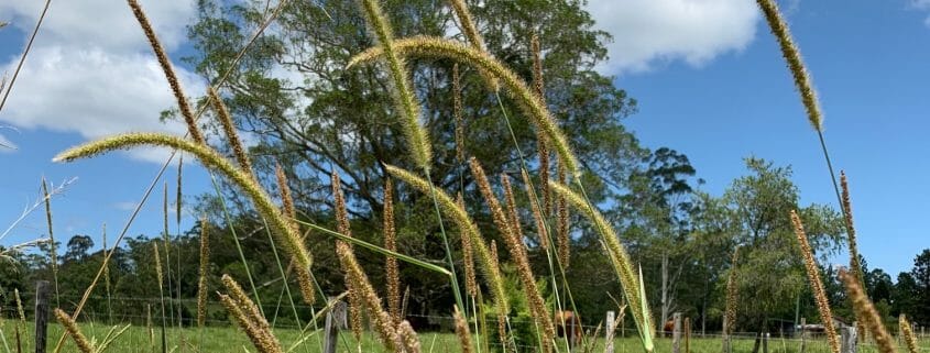 Photo of good pasture for feeding your horse