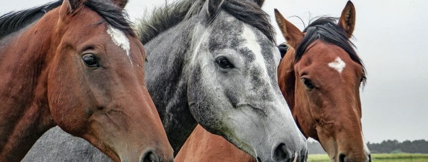 Three healthy horses standing in a field