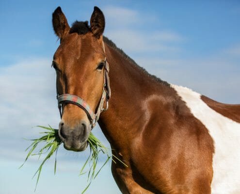 Horse on summer pasture