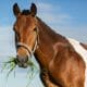 Horse on summer pasture