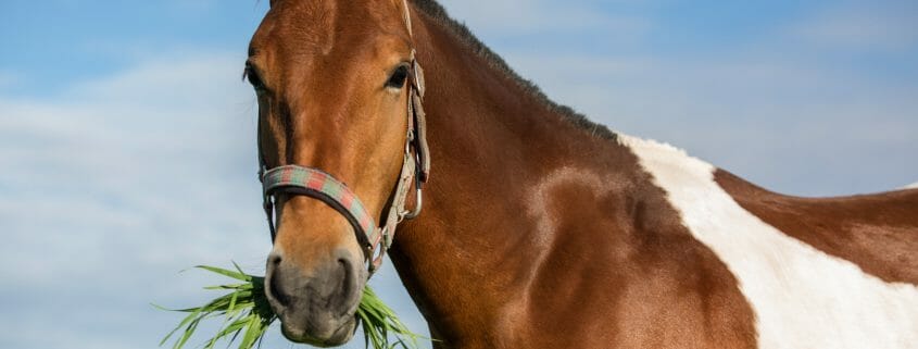 Horse on summer pasture