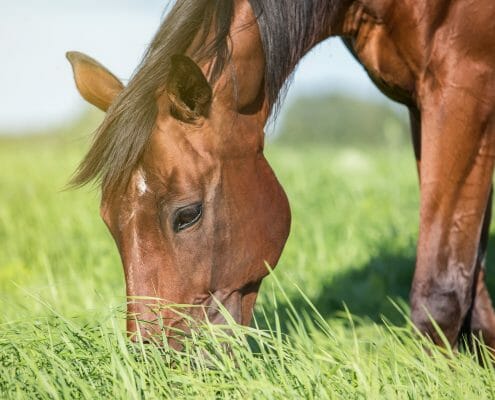 Horse grazing on forage, an important part of a healthy diet