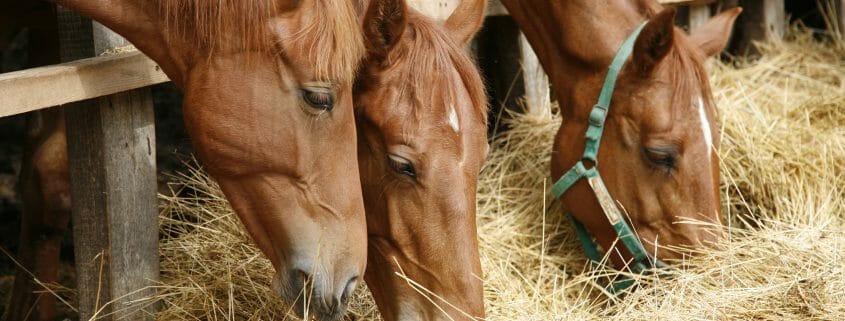 three horses eating hay