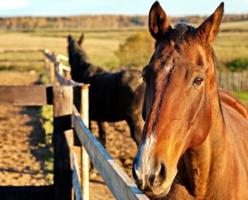 horse standing at fence