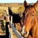 horse standing at fence