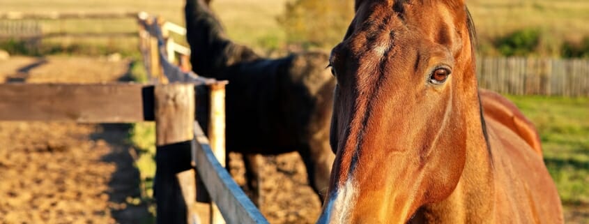 horse standing at fence