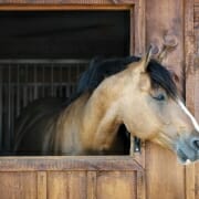 Horse looking out from his stable