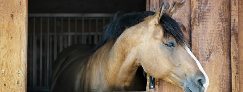 Horse looking out from his stable