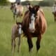 Mare on pasture with foal at foot