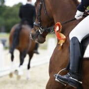 Award winning dressage horse