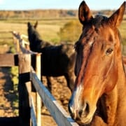 Horse standing at fence looking at camera