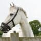 Beautiful laminitis prone Horse wearing a grazing muzzle to control its intake of grass