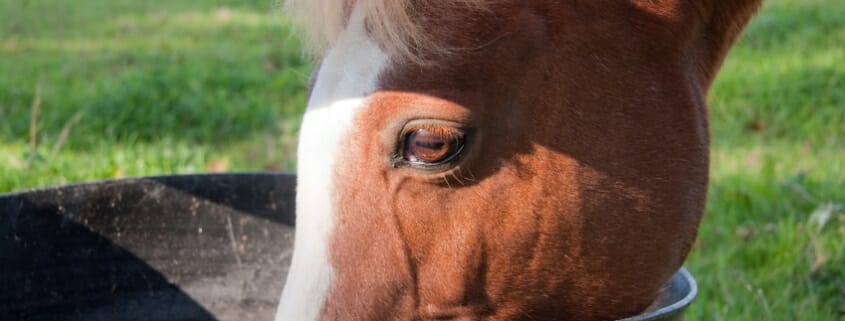 Horse eating from a bucket