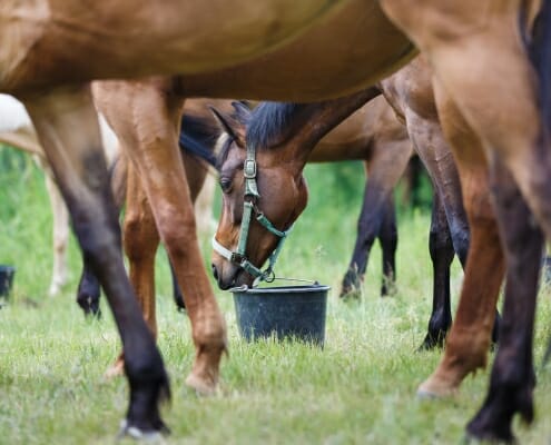 Horse feeding on the meadow