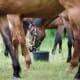 Horse feeding on the meadow