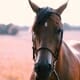 Photo of a horse in a field