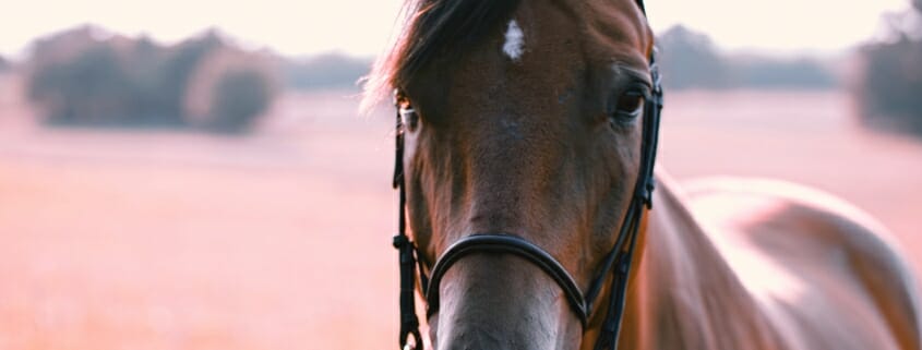 Photo of a horse in a field