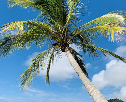 A coconut tree, the source of copra meal for horses