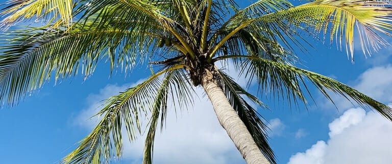 A coconut tree, the source of copra meal for horses