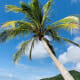 A coconut tree, the source of copra meal for horses