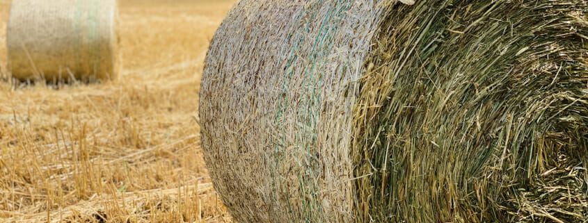 Photo of oaten hay, which could increase risk of dental problems in horses