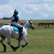 A horse with a healthy amount of b12, feeling its best