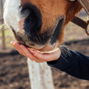 A horse nuzzling a person's hand