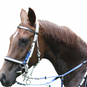 Photo of an endurance horse that needs adequate nutrition