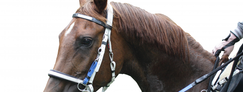 Photo of an endurance horse that needs adequate nutrition