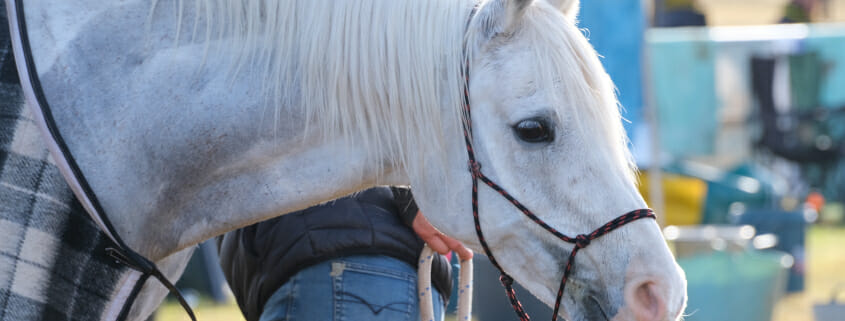 Horse sweating out electrolytes