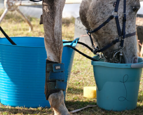 An endurance horse drinking water to stay hydrated