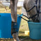 An endurance horse drinking water to stay hydrated