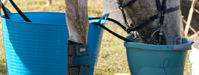 An endurance horse drinking water to stay hydrated