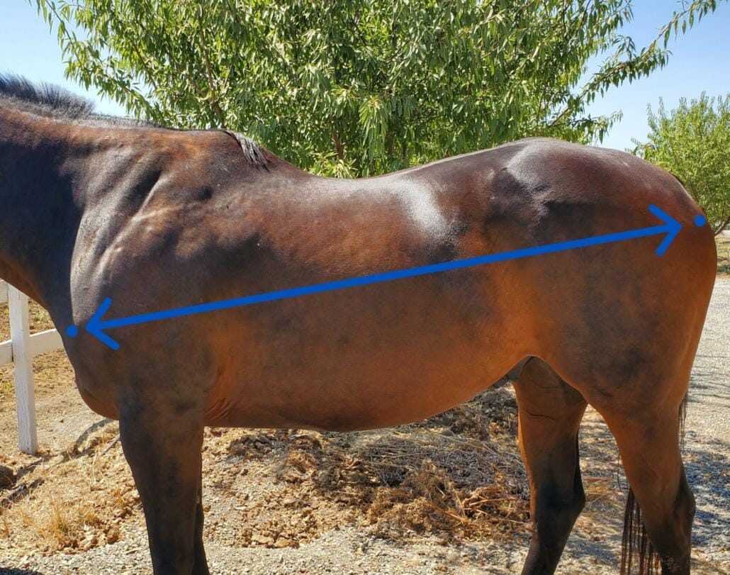 Photo showing how to measure horse's length