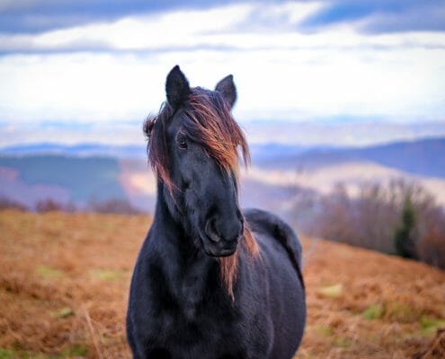 Black horse on brown pasture