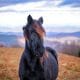 Black horse on brown pasture